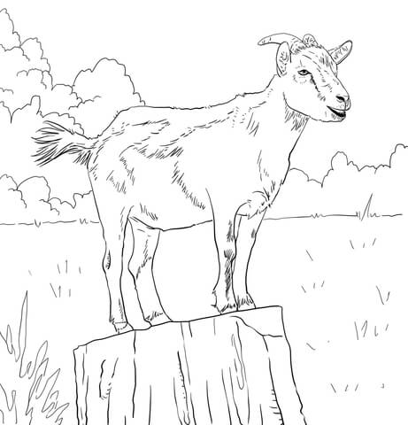 Realistic Domestic Goat Coloring Page